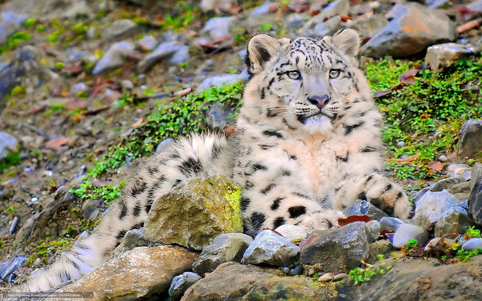 Snow leopard cub resting on rocks