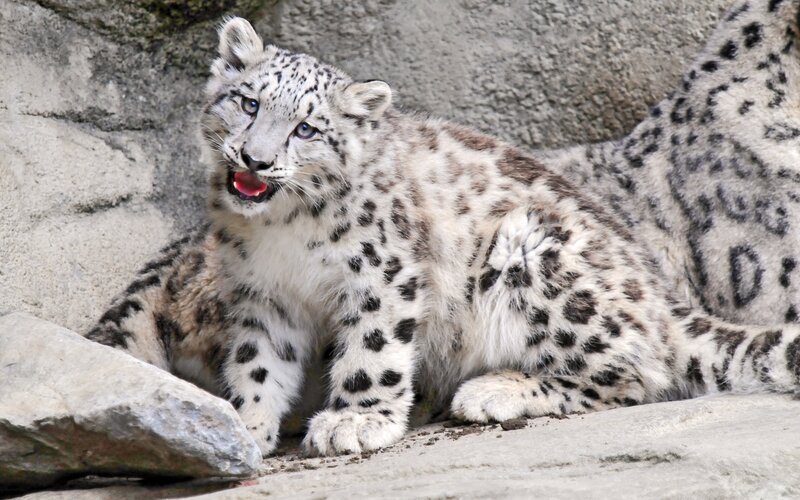 Snow Leopard Cub — Rock