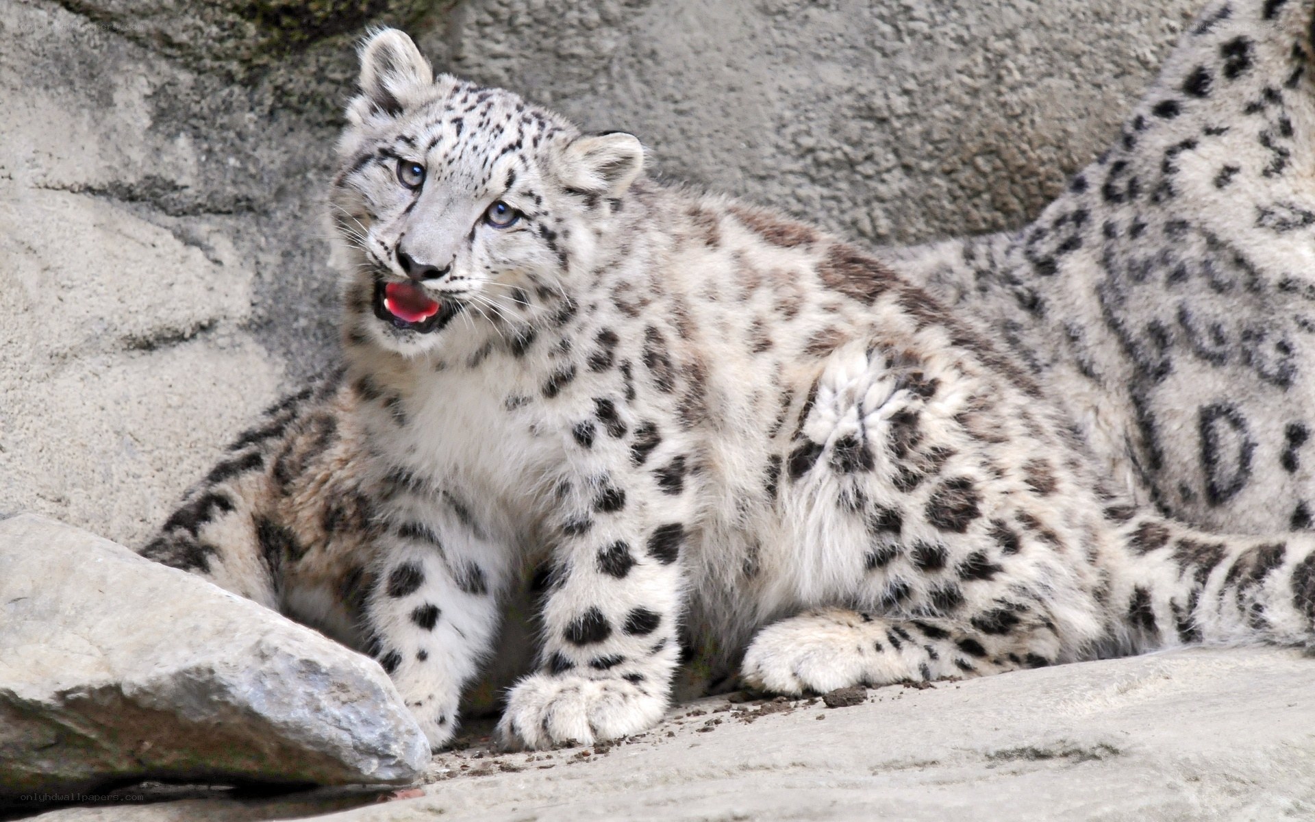 snow leopard cub sitting