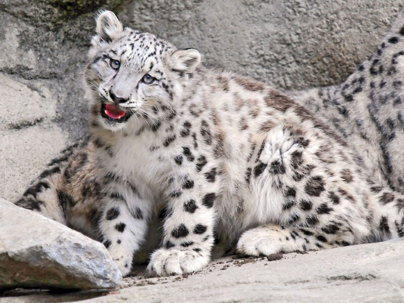 Snow leopard cub sitting