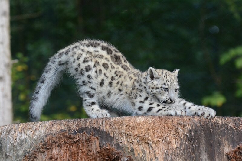 snow leopard cub stretching