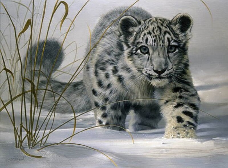 Snow Leopard Cub