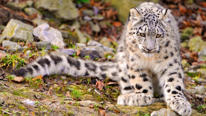 Snow Leopard Cub — White, Alert, Autumn, Photograph, Rocks