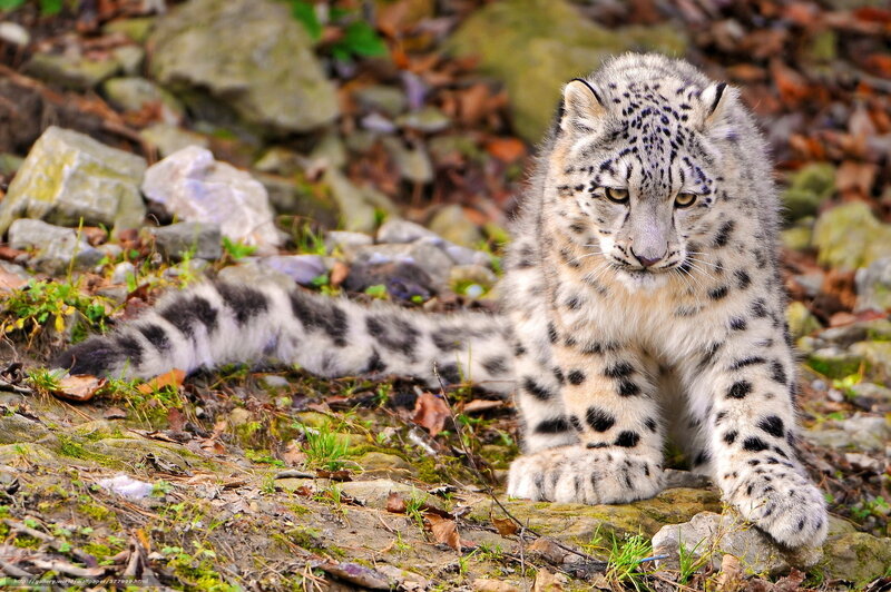 Snow Leopard Cub — White, Alert, Autumn, Photograph