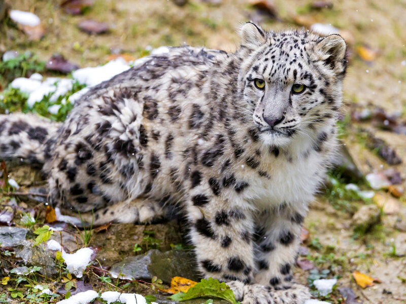 Snow Leopard Cub — White, Alert, Autumn
