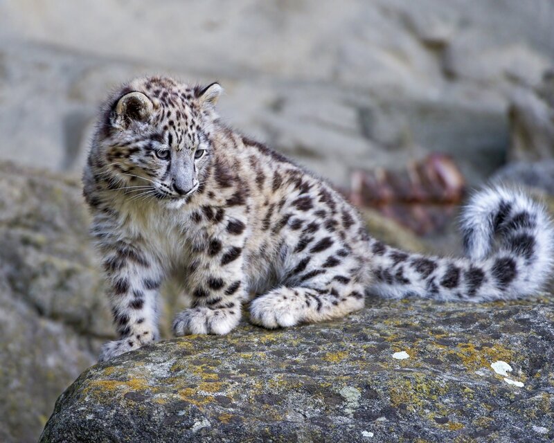 Snow Leopard Cub — White, Alert, Photograph, Rock, Lizard