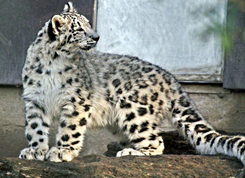 Snow Leopard Cub — White, Alert, Photograph, Rock
