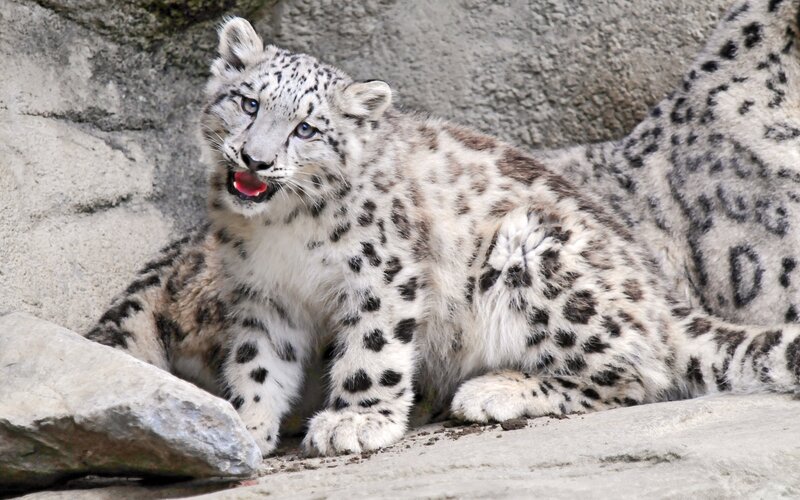 Snow Leopard Cub — White, Alert, Photograph