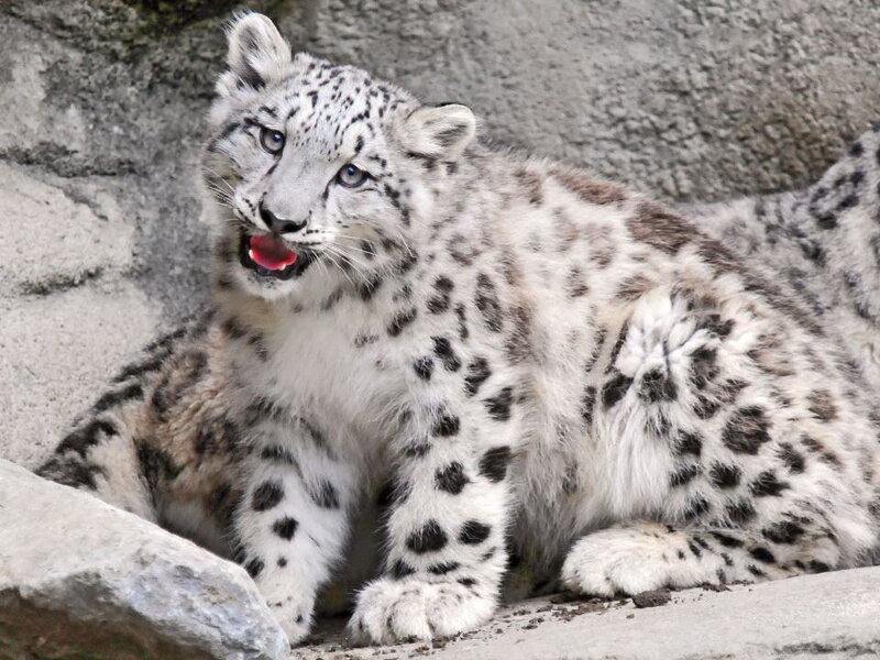 Snow Leopard Cub — White, Alert