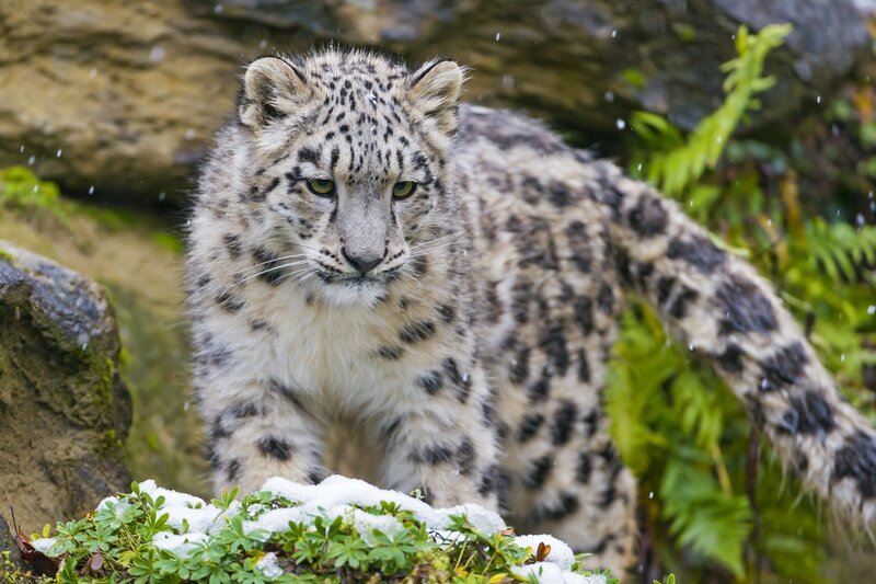 Snow Leopard Cub — White, Alert, Winter, Photograph