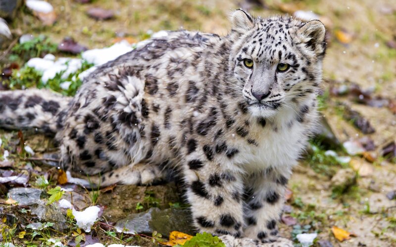 Snow Leopard Cub — White, Alert, Winter