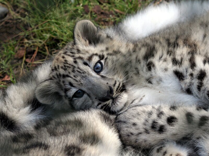 Snow Leopard Cub — White, Calm, Afternoon, Photograph, Grass, Gray