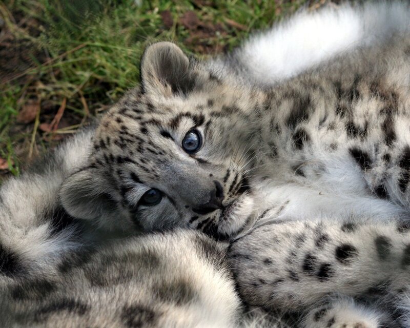 Snow Leopard Cub — White, Calm, Afternoon, Photograph, Grass