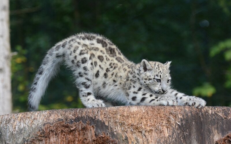 Snow Leopard Cub — White, Calm, Afternoon, Photograph, Log