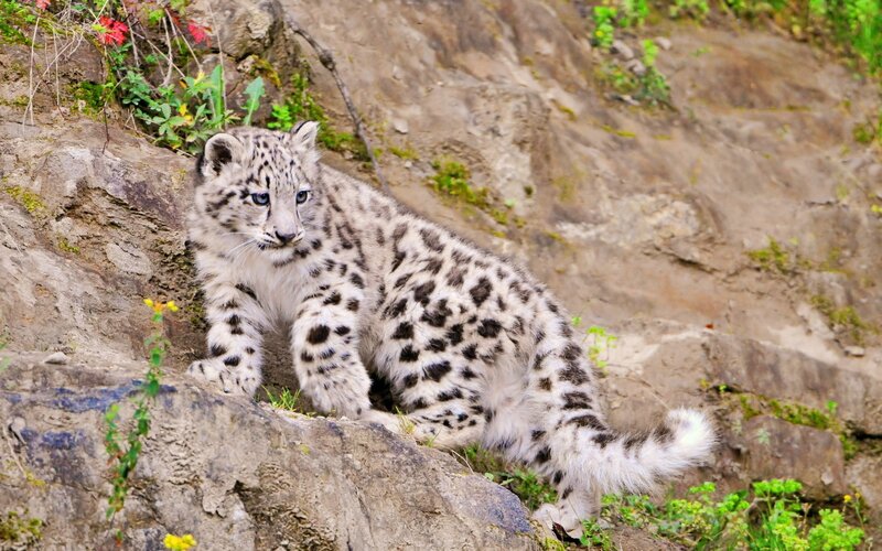 Snow Leopard Cub — White, Calm, Afternoon, Photograph, Rocks