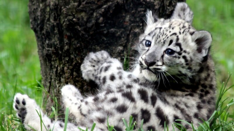 Snow Leopard Cub — White, Calm, Afternoon, Photograph
