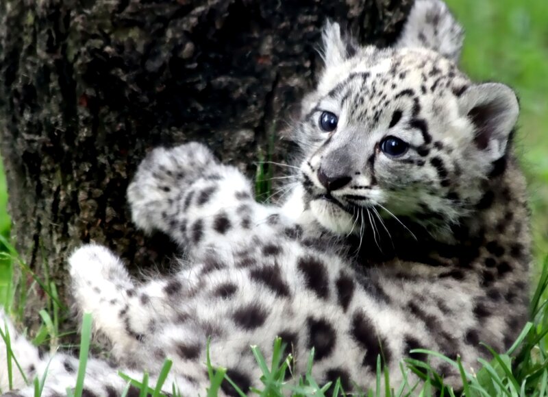 Snow Leopard Cub — White, Calm, Afternoon, Photograph, Tree