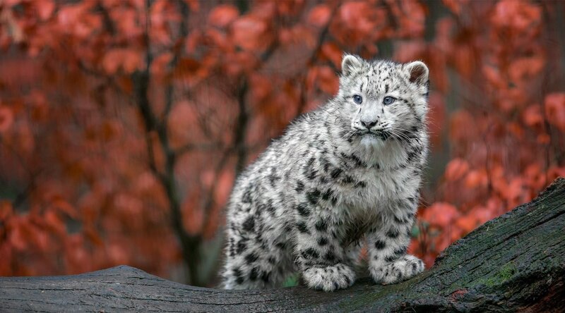 Snow Leopard Cub — White, Calm, Autumn, Photograph, Log