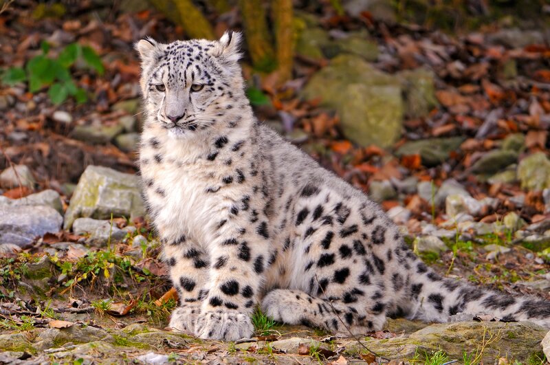 Snow Leopard Cub — White, Calm, Autumn, Photograph, Rocks