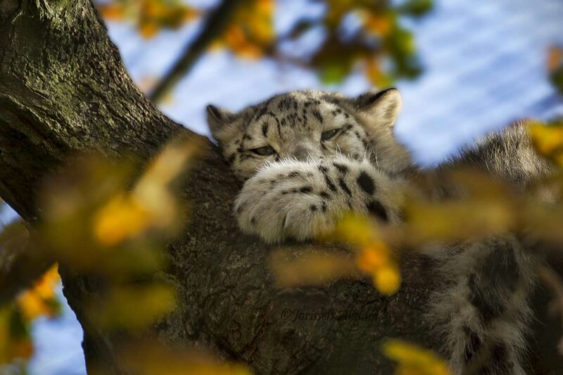 Snow Leopard Cub — White, Calm, Autumn, Photograph