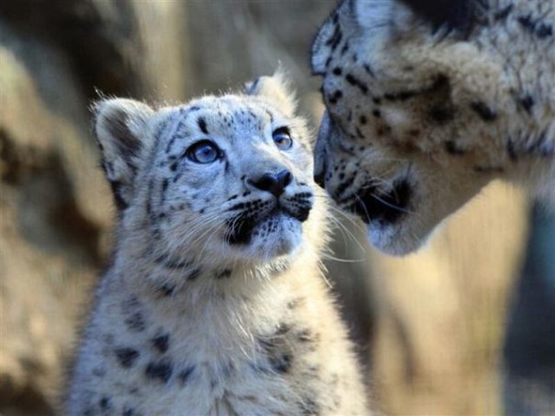 Snow Leopard Cub — White, Calm, Photograph, Adult Snow Leopard