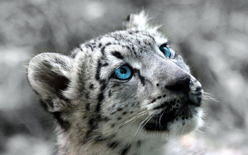Snow Leopard Cub — White, Calm, Photograph, Blue Eyes