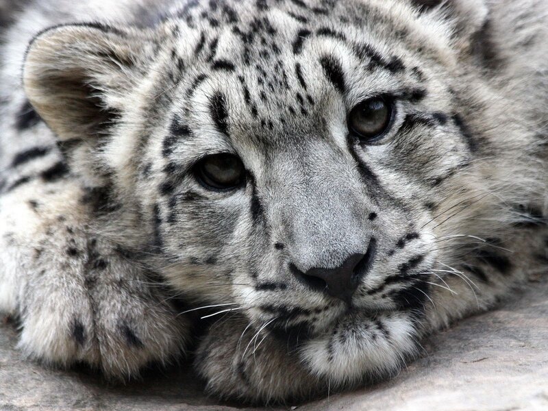Snow Leopard Cub — White, Calm, Photograph, Fur