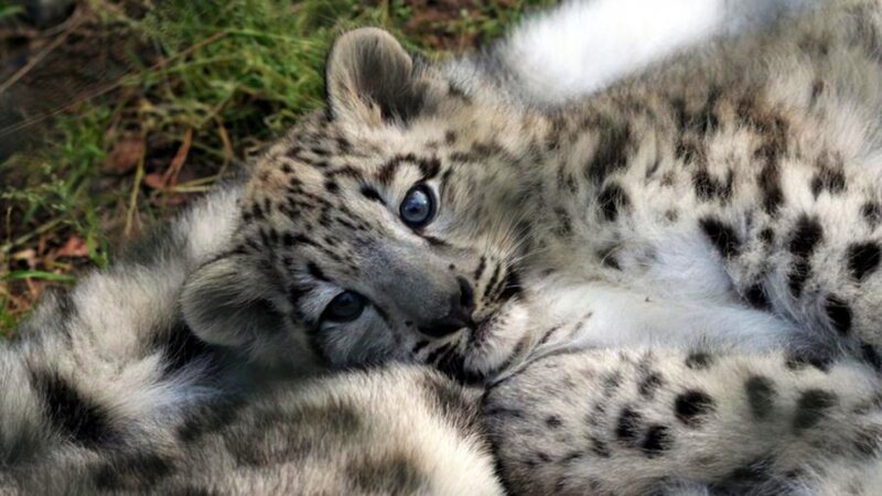 Snow Leopard Cub — White, Calm, Photograph, Grass