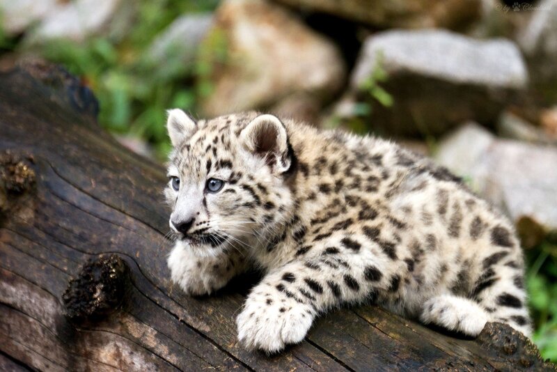 Snow Leopard Cub — White, Calm, Photograph, Log, Rocks