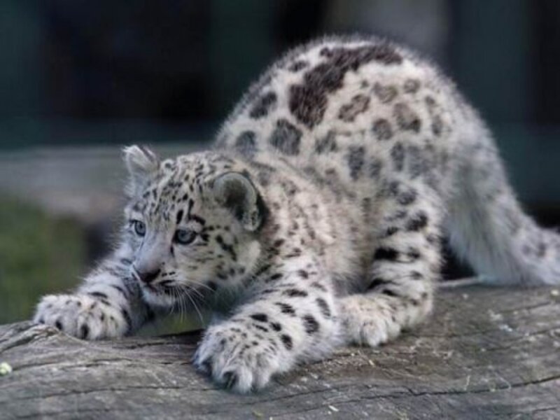 Snow Leopard Cub — White, Calm, Photograph, Log