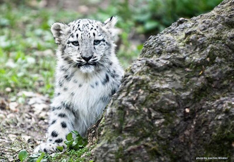 Snow Leopard Cub — White, Calm, Photograph, Rock, Grass
