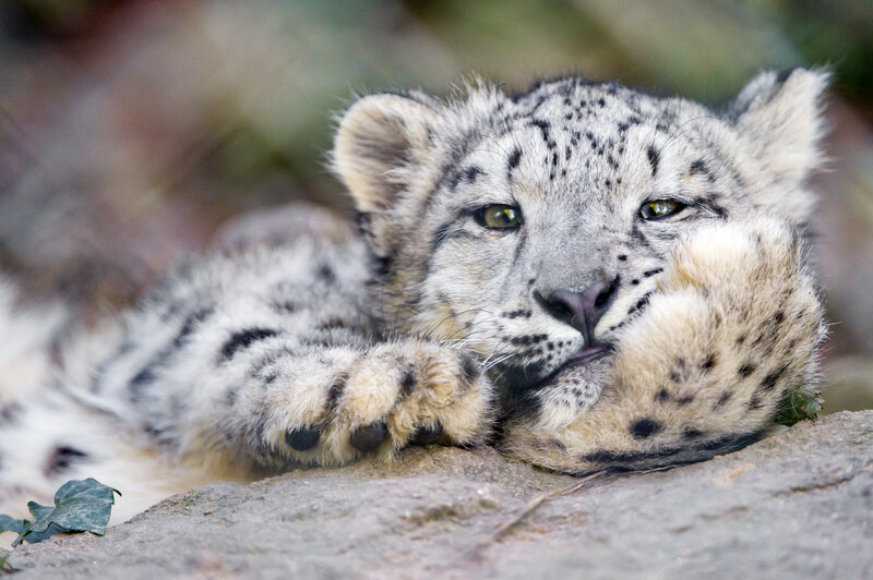 Snow Leopard Cub — White, Calm, Photograph, Rock, Leaf