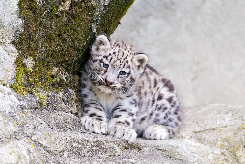 Snow Leopard Cub — White, Calm, Photograph, Rock, Moss