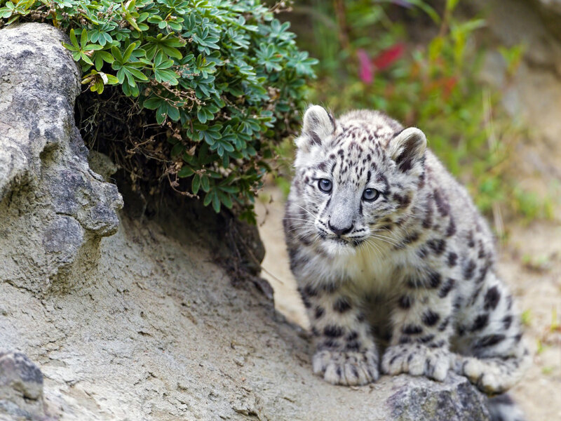 Snow Leopard Cub — White, Calm, Photograph, Rock, Plant