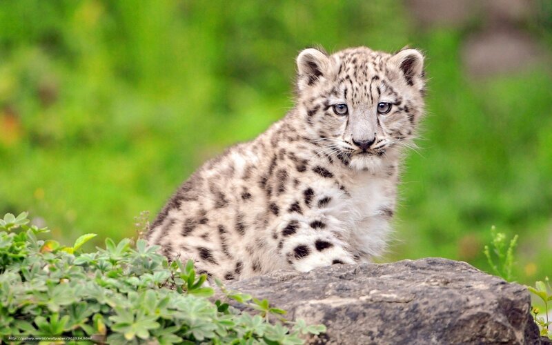 Snow Leopard Cub — White, Calm, Photograph, Rock, Plants, Greenery