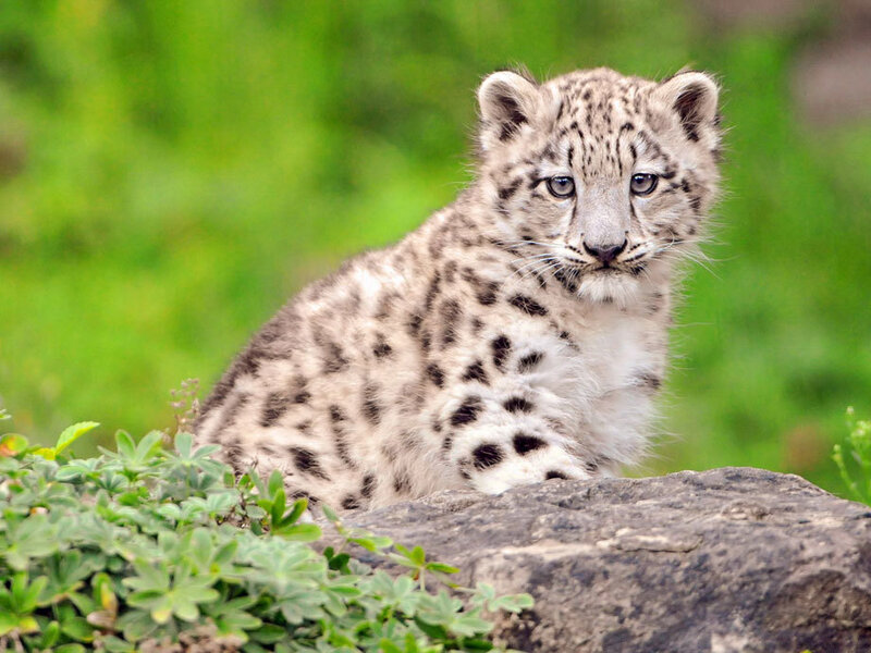 Snow Leopard Cub — White, Calm, Photograph, Rock, Plants