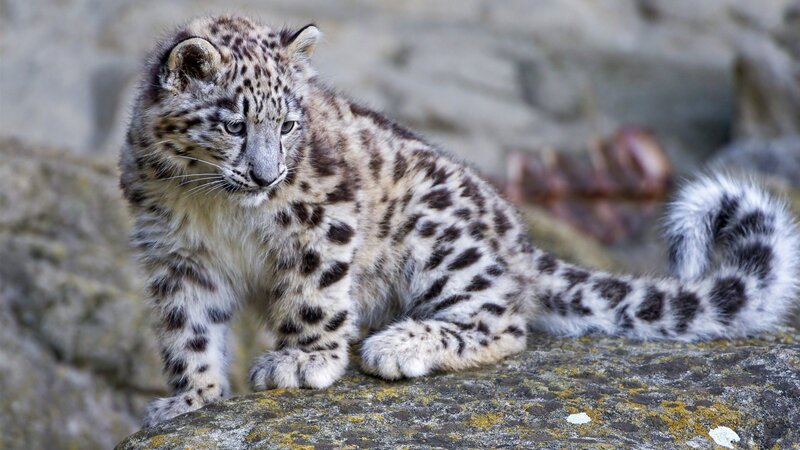 Snow Leopard Cub — White, Calm, Photograph, Rock, Tail, Gray