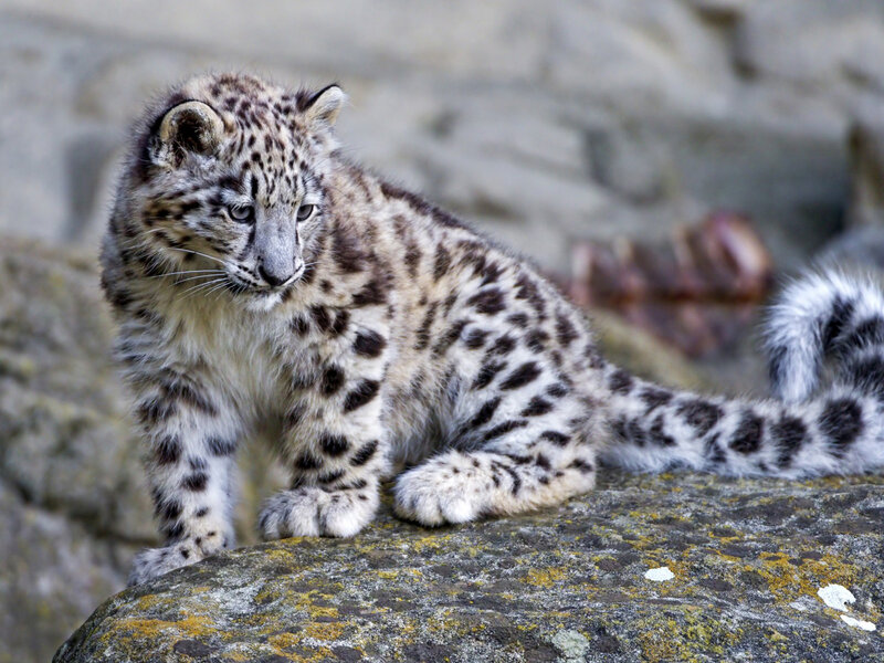 Snow Leopard Cub — White, Calm, Photograph, Rock, Tail