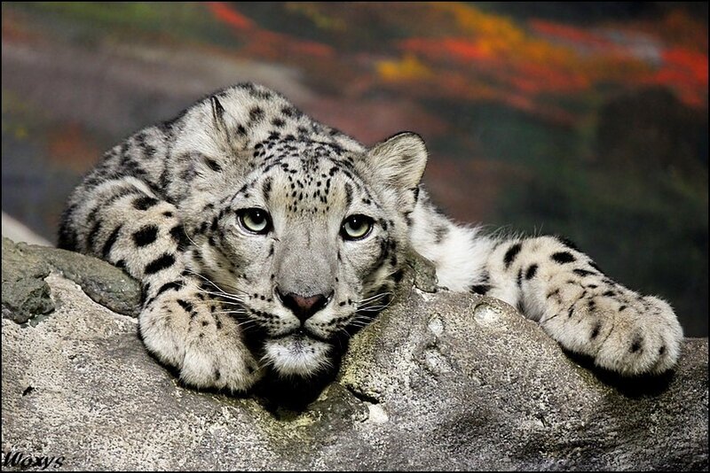 Snow Leopard Cub — White, Calm, Photograph, Rock