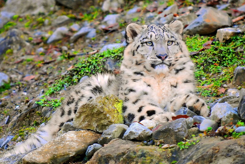 Snow Leopard Cub — White, Calm, Photograph, Rocks, Moss