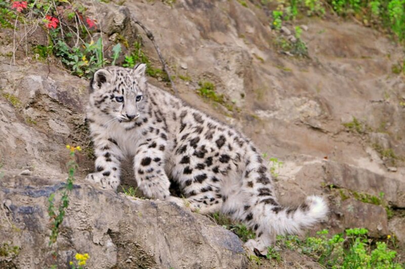 Snow Leopard Cub — White, Calm, Photograph, Rocks