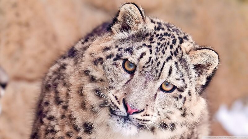 Snow Leopard Cub — White, Calm, Photograph, Rocky Background
