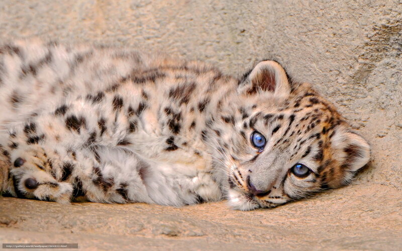 Snow Leopard Cub — White, Calm, Photograph, Stone