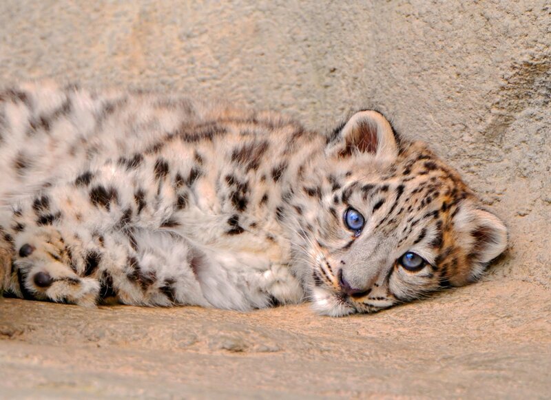Snow Leopard Cub — White, Calm, Photograph, Stone Wall, Ground
