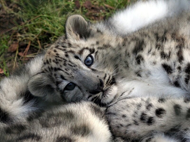 Snow Leopard Cub — White, Calm, Photograph