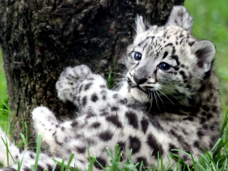 Snow Leopard Cub — White, Calm, Photograph, Tree