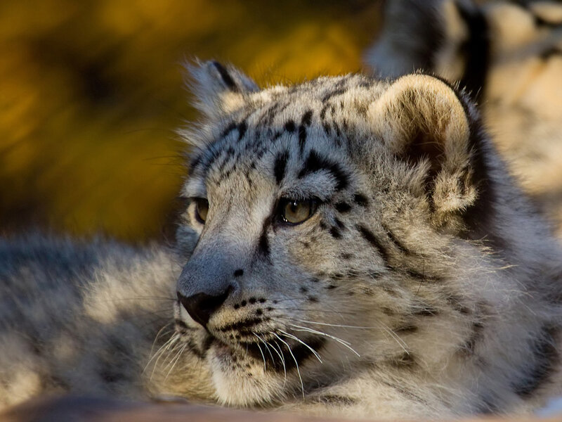 Snow Leopard Cub — White, Calm, Photograph, Whiskers