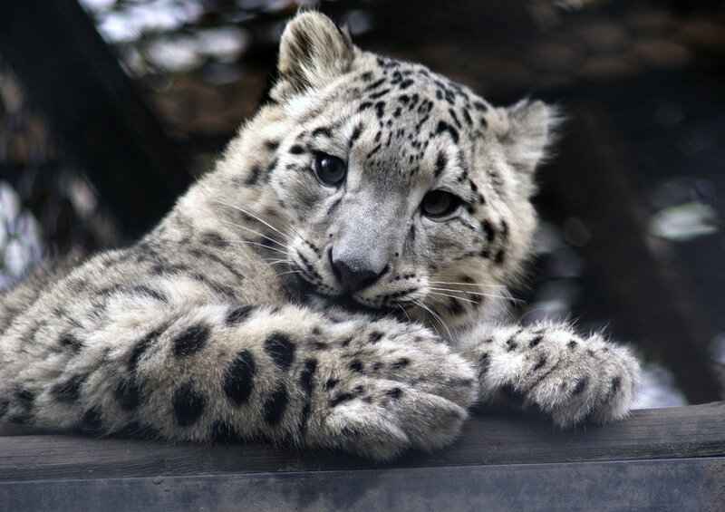 Snow Leopard Cub — White, Calm, Photograph, Wooden Surface