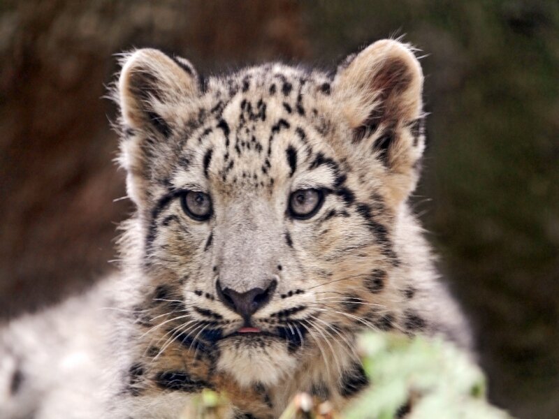 Snow Leopard Cub — White, Calm