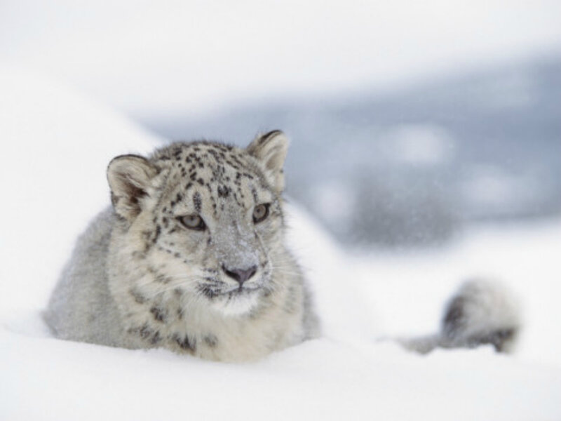 Snow Leopard Cub — White, Calm, Winter, Photograph